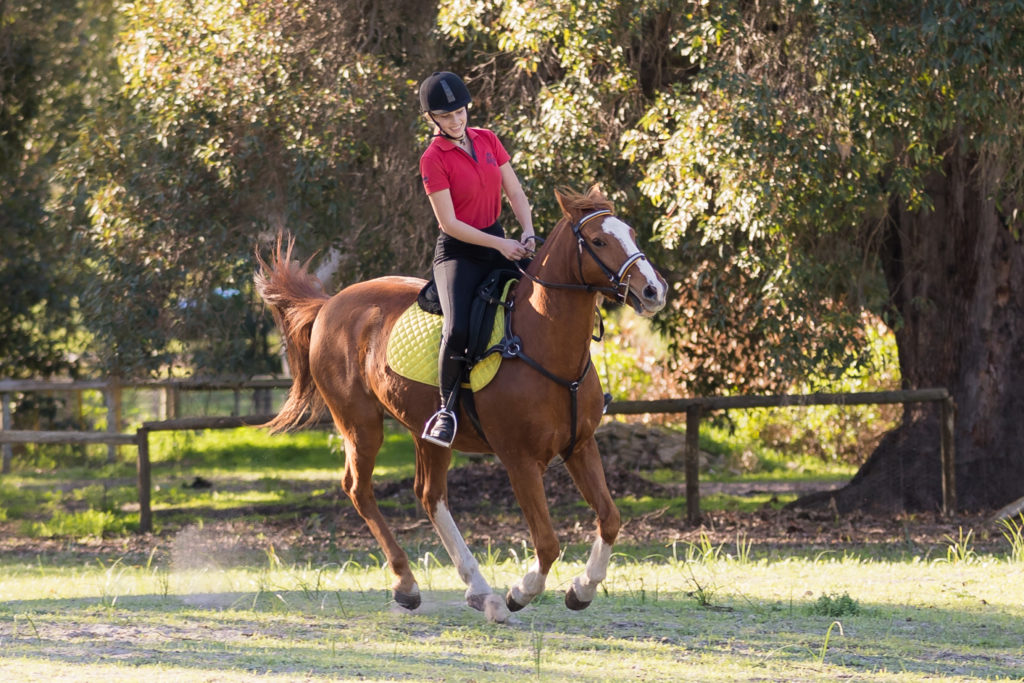 horse in mid stride