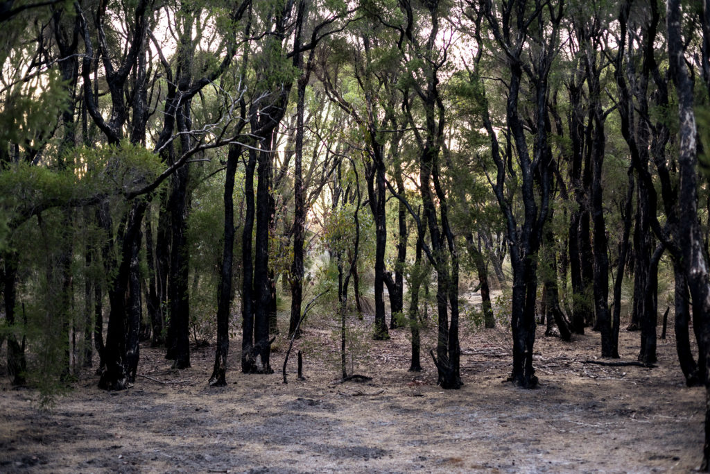 tree regeneration after bush fire